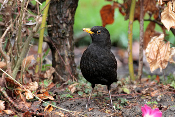 Blackbird Turdus merula in a garden