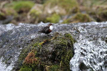 Dipper Cinclus cinclus stood on a rock
