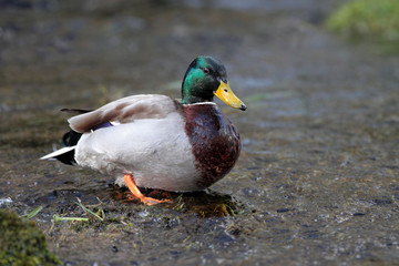 Mallard - Anas platyrhynchos