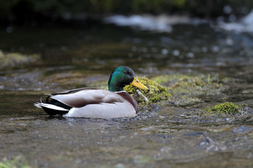 Mallard - Anas platyrhynchos