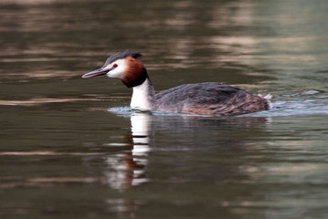 Great Crested Grebe - Podiceps cristatus
