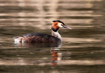 Great Crested Grebe - Podiceps cristatus