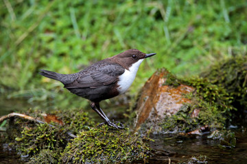 Dipper - Cinclus cinclus