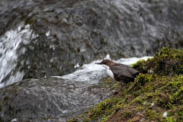 Dipper - Cinclus cinclus