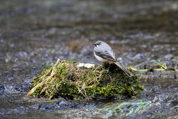 Grey Wagtail - Motacilla cinerea