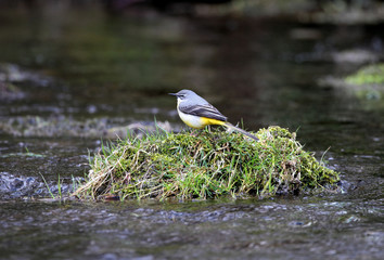 Grey Wagtail - Motacilla cinerea