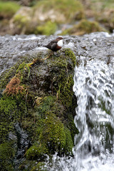 Dipper - Cinclus cinclus