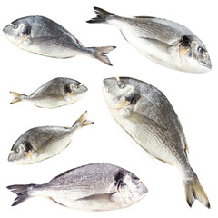 Collage of fresh dorado fishes, isolated on white