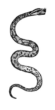 Victorian engraving of a boa constrictor.