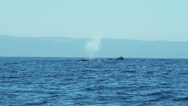 Humpbacks ocean aquatic animal, Monterey Pacific Northwest, USA