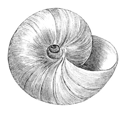 19th century engraving of a sea shell
