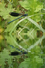 Blue dragonfly on leaf with water refections