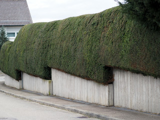 Sichtschutz
