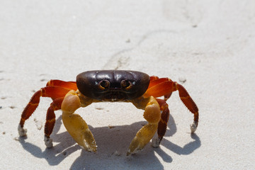 The crab on a sandy beach in Thailand