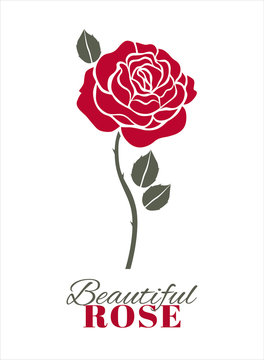 Red rose on white. Vector