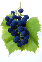 Blue grape cluster with leaves
