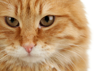 Portrait of red cat on white background