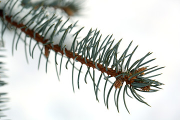 Covered with snow branch of spruce, outdoors