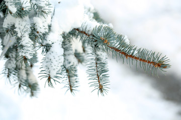 Covered with snow branch of spruce, outdoors