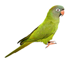 Blue Crown Conure