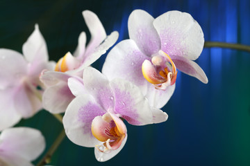Fototapeta na wymiar Orchid flowers on dark colorful background