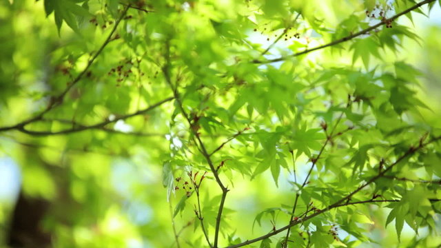 Japanese green Maple tree Koch Sanso garden Kyoto Japan 