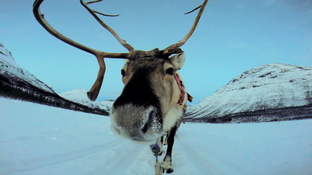 POV Norwegian Reindeer sunset pulling tourist sledge snow covered landscape 