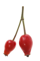  briar - Rose hip