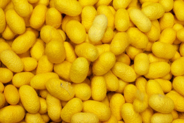 a lot of yellow cocoon silkworm