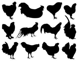 Illustration of different roosters isolated on white