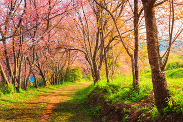 Wild Himalayan Cherry flower