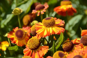 Bright wyndley flowers