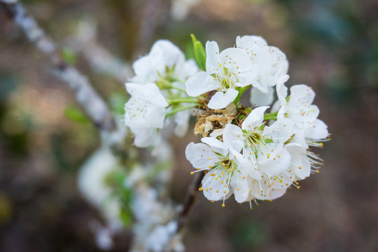 Flowers in spring series: plum blossoming in spring, it is the only remaining last winter flower, is the earliest blooming flower in spring. It shows struggle and pride.