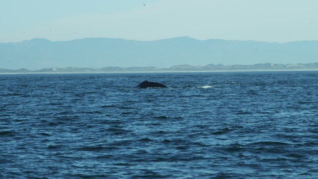 Humpback whale surface tail fluke diving, Pacific, California, USA