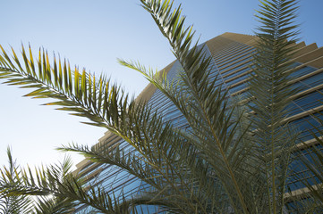 Dubai, high-rise buildings, palm trees