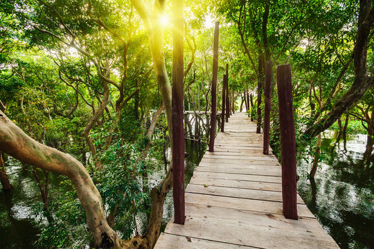 Wooden bridge in rain forest jungle of mangrove trees