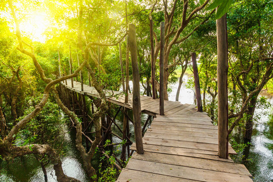 Wooden bridge in flooded rain forest jungle of mangrove trees