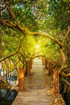 Wooden bridge in flooded rain forest jungle of mangrove trees