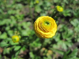 Yellow ranunculus on green background
