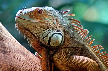 Fototapeta premium Leguan