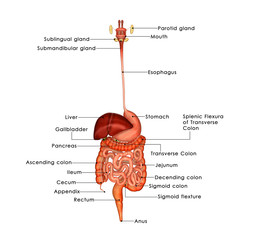 Human Digestive System - obrazy, fototapety, plakaty