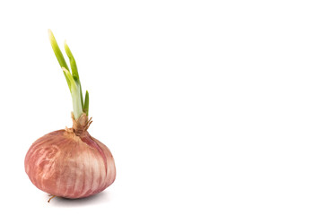 Red Onion with Shoots, flushed to the left
