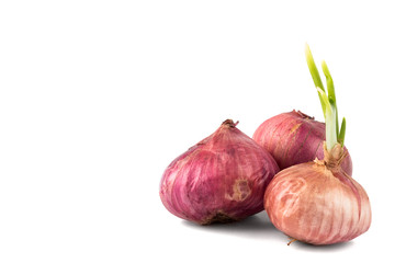 Three onions with young shoots, flushed to the right