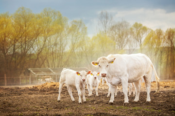 Herd of cows looking into camera at sunset