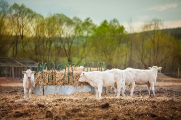 Obraz premium Herd of young calves eating at sunset