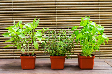 Three common herbal leafs - Basil, Thyme and Parsley in pots