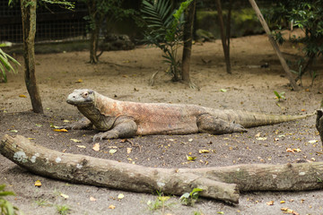 Komodo Dragon