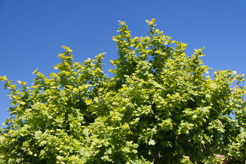 Tree branches