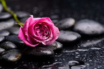 Pink rose with pebbles on wet background