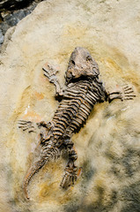 Fototapeta na wymiar Fossil Seymouria